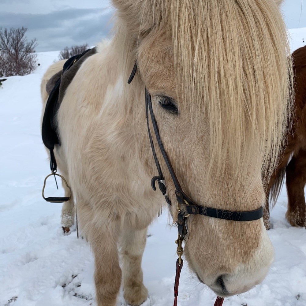 Meet your Posher, Sue